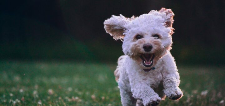 Hold øje med din hund på afstand